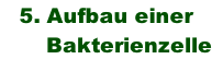 5. Aufbau einer         Bakterienzelle