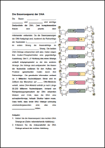 Arbeitsblatt Basensequenz der DNA.pdf