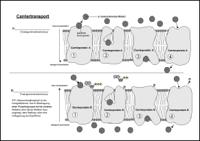 Carriertransport.pdf