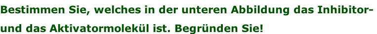 Bestimmen Sie, welches in der unteren Abbildung das Inhibitor-  und das Aktivatormolekül ist. Begründen Sie!