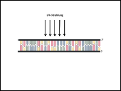 Prasentation DNA-Reparatur.ppsx