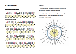 Punktmutationen.pdf