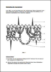 Blattaufbau Hygrophyten.pdf