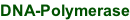 DNA-Polymerase