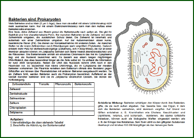 Bakterien.pdf