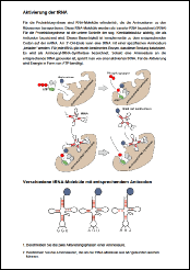 5 Aktivierung der tRNA.pdf