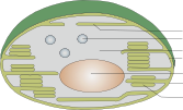 Plastiden und Mitochondrien
