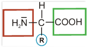 Proteine