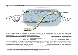 3 Transkription.pdf