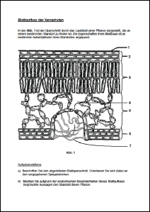 Blattaufbau Xerophyten.pdf