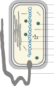 Bakterienzelle