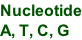 Nucleotide A, T, C, G