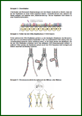 Entstehung von Mutationen.pdf