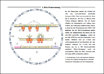 4 RNA-Prozessierung.pdf