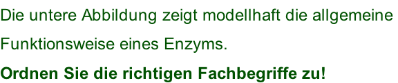 Die untere Abbildung zeigt modellhaft die allgemeine  Funktionsweise eines Enzyms.  Ordnen Sie die richtigen Fachbegriffe zu!