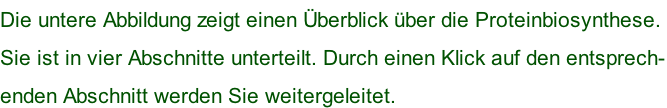 Die untere Abbildung zeigt einen Überblick über die Proteinbiosynthese.  Sie ist in vier Abschnitte unterteilt. Durch einen Klick auf den entsprech- enden Abschnitt werden Sie weitergeleitet.