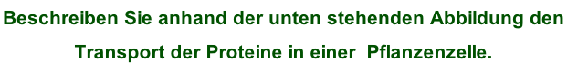 Beschreiben Sie anhand der unten stehenden Abbildung den  Transport der Proteine in einer  Pflanzenzelle.