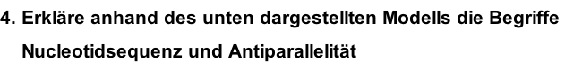 4. Erkläre anhand des unten dargestellten Modells die Begriffe      Nucleotidsequenz und Antiparallelität