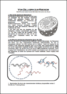 Vom Zellkern zum Ribosom.pdf