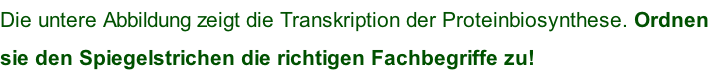 Die untere Abbildung zeigt die Transkription der Proteinbiosynthese. Ordnen  sie den Spiegelstrichen die richtigen Fachbegriffe zu!