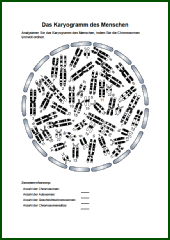 Das Karyogramm des Menschen.pdf