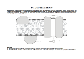 fluid neu.pdf