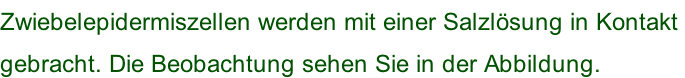 Zwiebelepidermiszellen werden mit einer Salzlösung in Kontakt  gebracht. Die Beobachtung sehen Sie in der Abbildung.