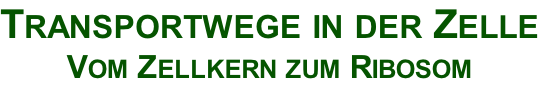 Transportwege in der Zelle Vom Zellkern zum Ribosom