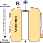 Membrantransportmechanismen