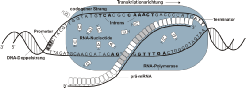 Proteinbiosynthese