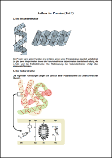 Protein 2.pdf