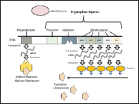 Endproduktrepression.ppsx