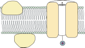 Fluid-Mosaik-Modell