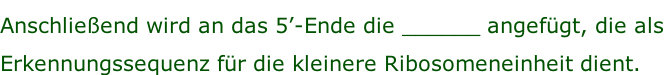 Anschließend wird an das 5’-Ende die ______ angefügt, die als  Erkennungssequenz für die kleinere Ribosomeneinheit dient.