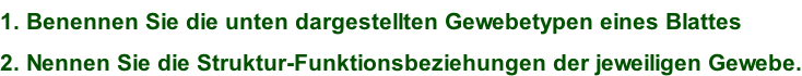 1. Benennen Sie die unten dargestellten Gewebetypen eines Blattes 2. Nennen Sie die Struktur-Funktionsbeziehungen der jeweiligen Gewebe.