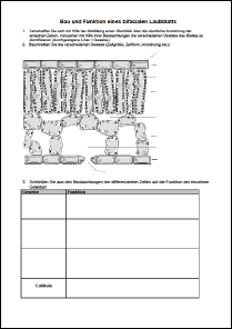 Bau und Funktion eines bifacialen Laubblatts 2.pdf
