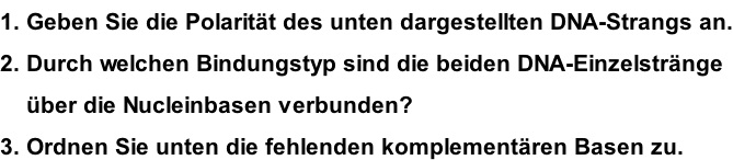 1. Geben Sie die Polarität des unten dargestellten DNA-Strangs an. 2. Durch welchen Bindungstyp sind die beiden DNA-Einzelstränge      über die Nucleinbasen verbunden? 3. Ordnen Sie unten die fehlenden komplementären Basen zu.