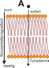 Freie Diffusion.png