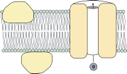 Membranen