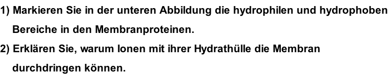 1) Markieren Sie in der unteren Abbildung die hydrophilen und hydrophoben      Bereiche in den Membranproteinen. 2) Erklären Sie, warum Ionen mit ihrer Hydrathülle die Membran      durchdringen können.