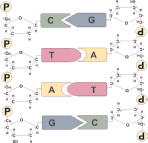 Aufbau von DNA